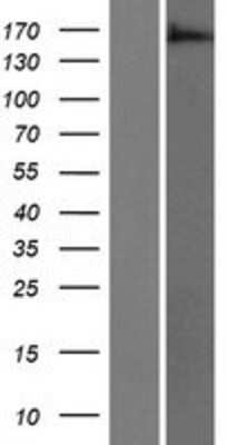 Western Blot: ARAP3 Overexpression Lysate [NBP2-06429]