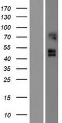 Western Blot: ARC/ARG3.1 Overexpression Lysate [NBP2-10294]