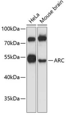 Western Blot: ARC/ARG3.1 AntibodyAzide and BSA Free [NBP2-92576]