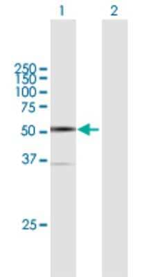 Western Blot: ARC/ARG3.1 Antibody [H00023237-B01P]