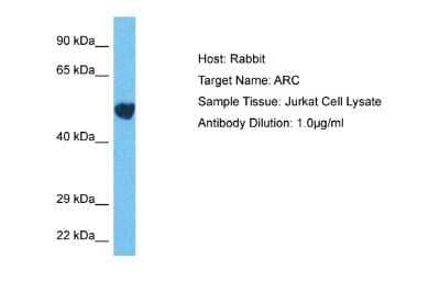 Western Blot: ARC/ARG3.1 Antibody [NBP2-87021]