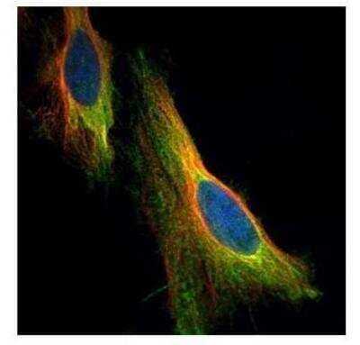 Immunocytochemistry/ Immunofluorescence: ARC/NOL3 Antibody [NBP2-19561]