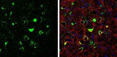 Immunohistochemistry-Frozen: ARC/NOL3 Antibody [NBP2-19561]