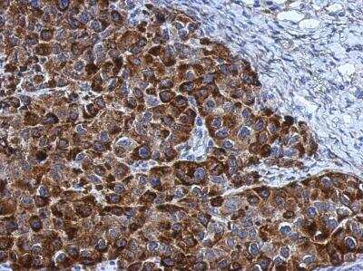 Immunohistochemistry-Paraffin: ARC/NOL3 Antibody [NBP2-19561]