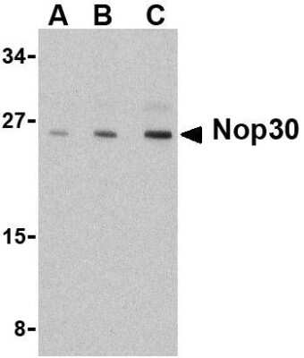 Western Blot: ARC/NOL3 AntibodyBSA Free [NBP1-76460]