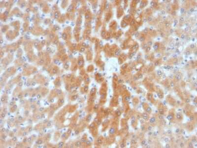 Immunohistochemistry-Paraffin: ARF1 Antibody (1A9/5) - Azide and BSA Free [NBP3-08340]