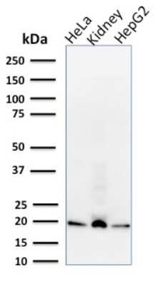 Western Blot: ARF1 Antibody (1A9/5)Azide and BSA Free [NBP3-08340]