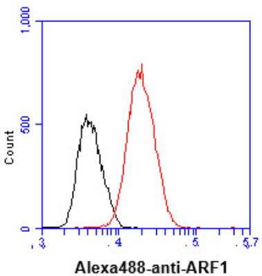 Flow Cytometry: ARF1 Antibody (1B3) - BSA Free [NBP1-97935]