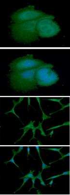 Immunocytochemistry/ Immunofluorescence: ARF1 Antibody (1B3) - BSA Free [NBP1-97935]