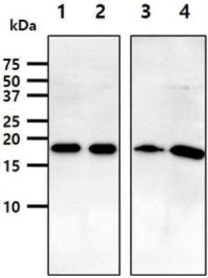 Western Blot: ARF1 Antibody (1B3)BSA Free [NBP1-97935]