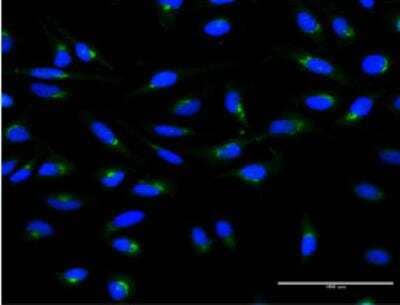 Immunocytochemistry/ Immunofluorescence: ARF1 Antibody (4G6) [H00000375-M02-100ug]