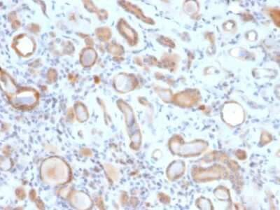 Immunohistochemistry-Paraffin: ARF1 Antibody (ARF1/2117) [NBP3-07774]