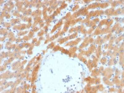 Immunohistochemistry-Paraffin: ARF1 Antibody (ARF1/2117) [NBP3-07774]