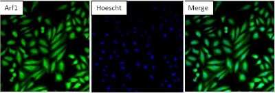 Immunocytochemistry/ Immunofluorescence: ARF1 Antibody [NBP2-29906]