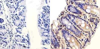 Immunohistochemistry-Paraffin: ARF1 Antibody [NBP2-29906]