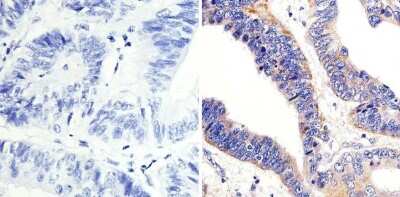 Immunohistochemistry-Paraffin: ARF1 Antibody [NBP2-29906]