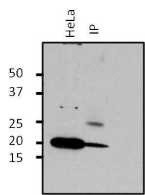 Immunoprecipitation: ARF1 Antibody [NBP2-29906]