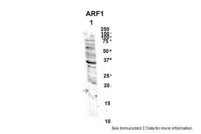 Western Blot: ARF1 Antibody [NBP1-58941]