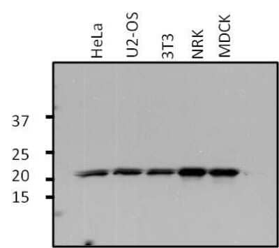 Western Blot: ARF1 Antibody [NBP2-29906]