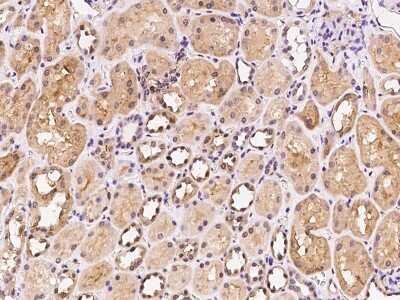 Immunohistochemistry-Paraffin: ARF3 Antibody [NBP2-99493]
