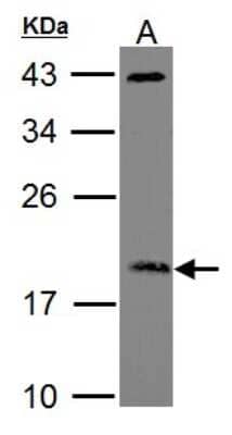 Western Blot: ARF3 Antibody [NBP1-31004]