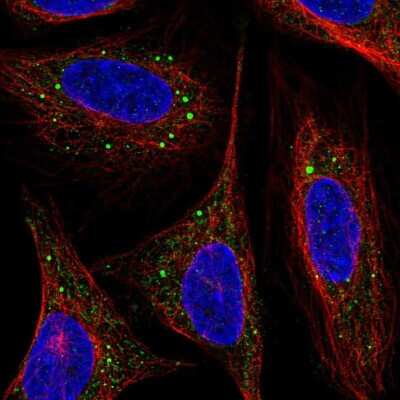 Immunocytochemistry/ Immunofluorescence: ARF4L Antibody [NBP2-31820]