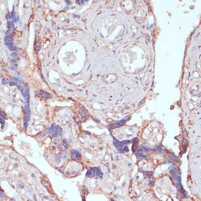 Immunohistochemistry-Paraffin: ARF4L Antibody - Azide and BSA Free [NBP2-92876]