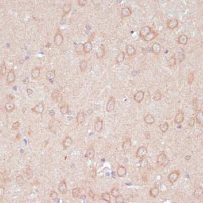 Immunohistochemistry-Paraffin: ARF4L Antibody - Azide and BSA Free [NBP2-92876]
