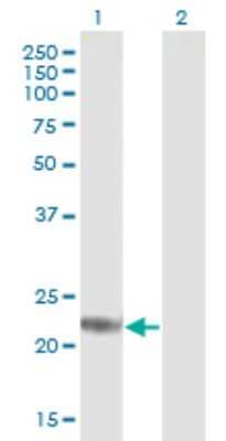 Western Blot: ARF4L Antibody [H00000379-B01P]