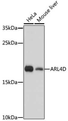 Western Blot: ARF4L AntibodyAzide and BSA Free [NBP2-92876]