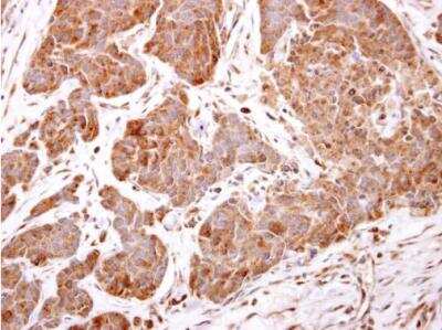 Immunohistochemistry-Paraffin: ARF5 Antibody [NBP1-31005]