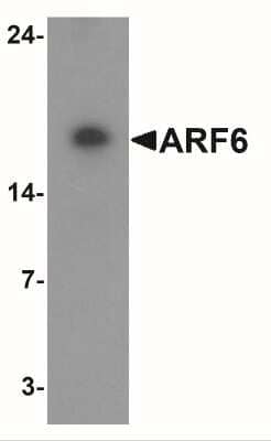 Western Blot: ARF6 AntibodyBSA Free [NBP2-41263]