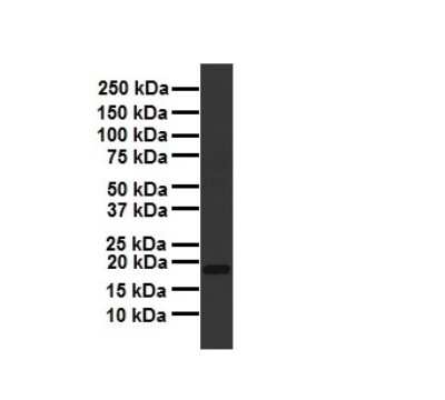 Western Blot: ARF6 Antibody [NBP2-88768]