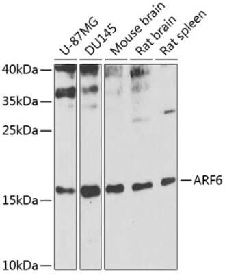 Western Blot: ARF6 AntibodyBSA Free [NBP2-92599]