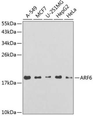 Western Blot: ARF6 AntibodyBSA Free [NBP2-92776]