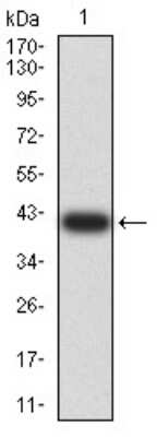 Western Blot: ARFGAP1 Antibody (1C4E2)BSA Free [NBP2-61670]