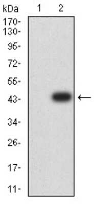 Western Blot: ARFGAP1 Antibody (1C4E2)BSA Free [NBP2-61670]