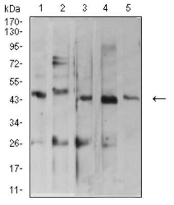 Western Blot: ARFGAP1 Antibody (1C4E2)BSA Free [NBP2-61670]
