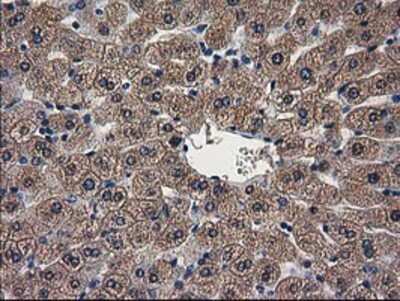 Immunohistochemistry-Paraffin: ARFGAP1 Antibody (OTI1F6) [NBP2-00513]