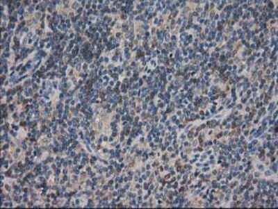 Immunohistochemistry-Paraffin: ARFGAP1 Antibody (OTI1F6) [NBP2-00513]