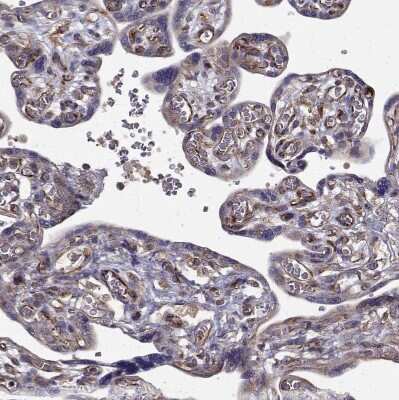 Immunohistochemistry-Paraffin: ARFGAP1 Antibody [NBP2-38787]