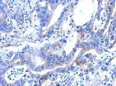 Immunohistochemistry-Paraffin: ARFGAP2 Antibody [NBP2-15441]