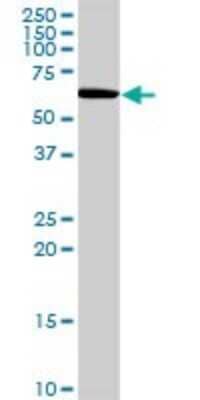 Western Blot: ARFGAP2 Antibody [H00084364-D01P]