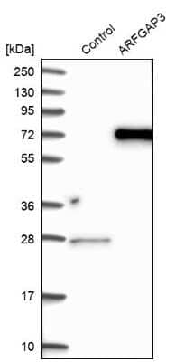 Western Blot: ARFGAP3 Antibody [NBP1-88842]