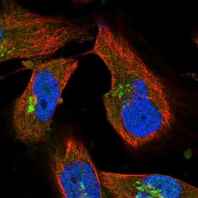 Immunocytochemistry/ Immunofluorescence: ARFGEF1 Antibody [NBP1-88840]