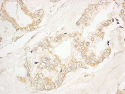 Immunohistochemistry-Paraffin: ARFGEF1 Antibody [NB100-55257]
