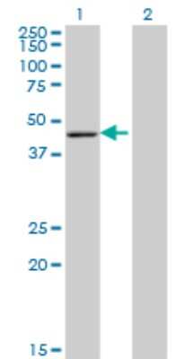 Western Blot: ARFIP1 Antibody (1F10) [H00027236-M05]