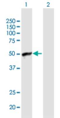 Western Blot: ARFIP1 Antibody [H00027236-B01P]
