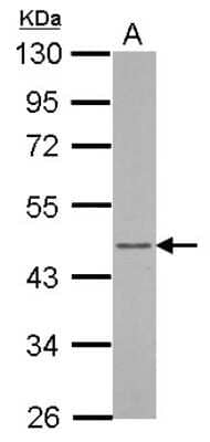 Western Blot: ARFIP1 Antibody [NBP2-15444]