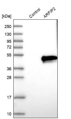 Western Blot: ARFIP2 Antibody [NBP1-87255]